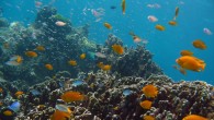 coralisland6