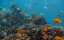 coralisland6