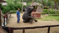 half-day-safari4